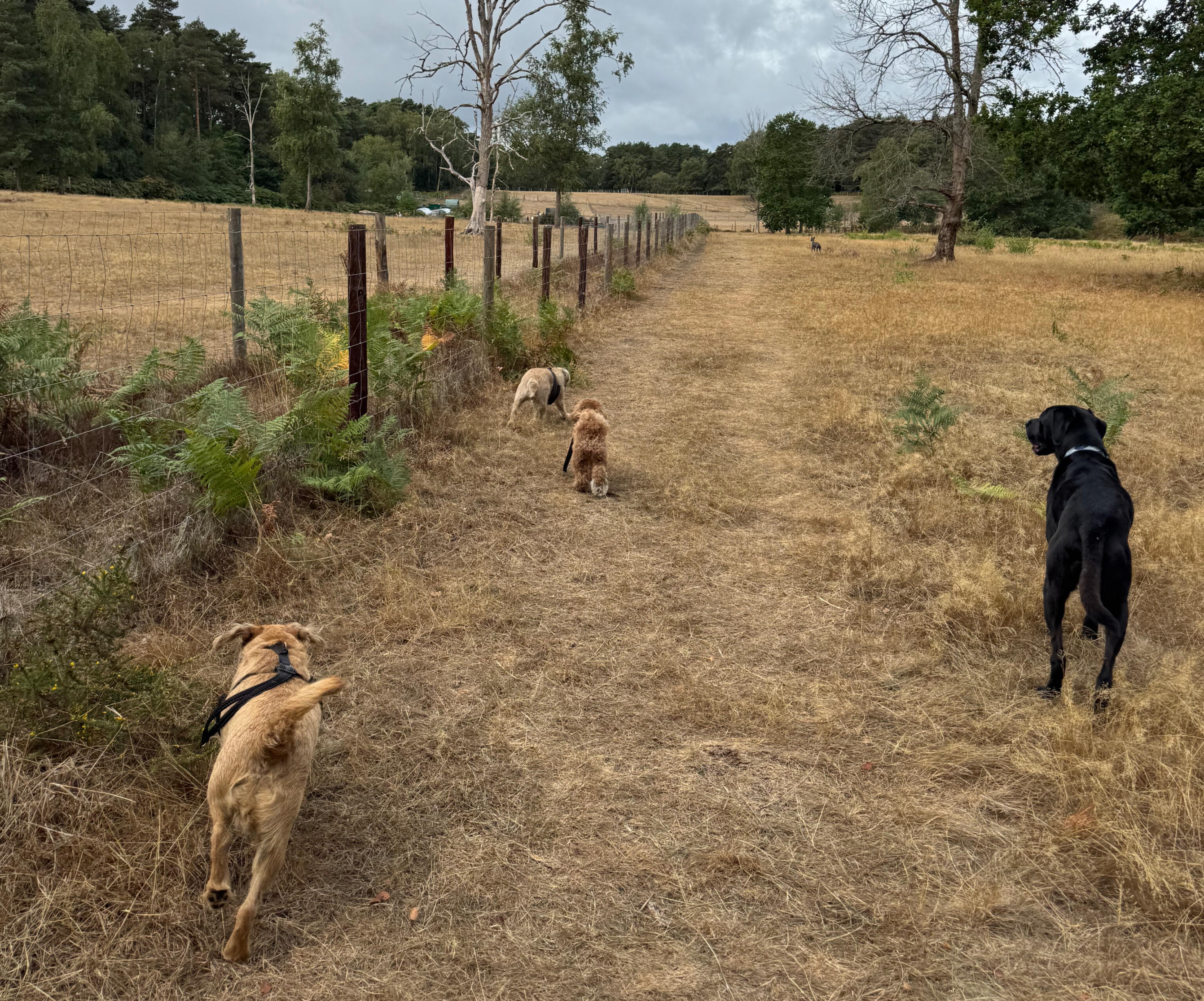 GeoPaws secure-field dog walker with dogs in Frimley Green