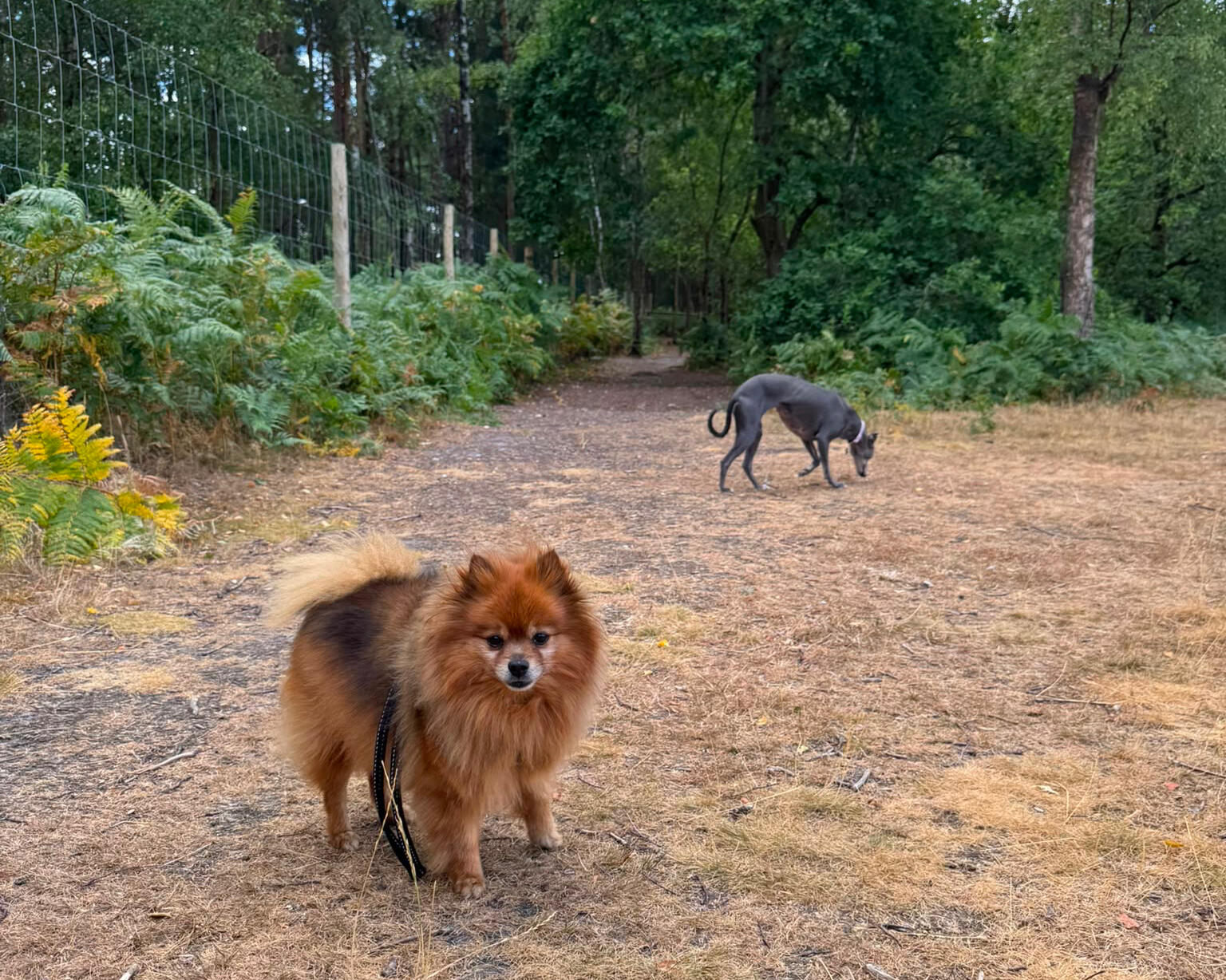 GeoPaws secure-field dog walker with dogs in Camberley & Frimley
