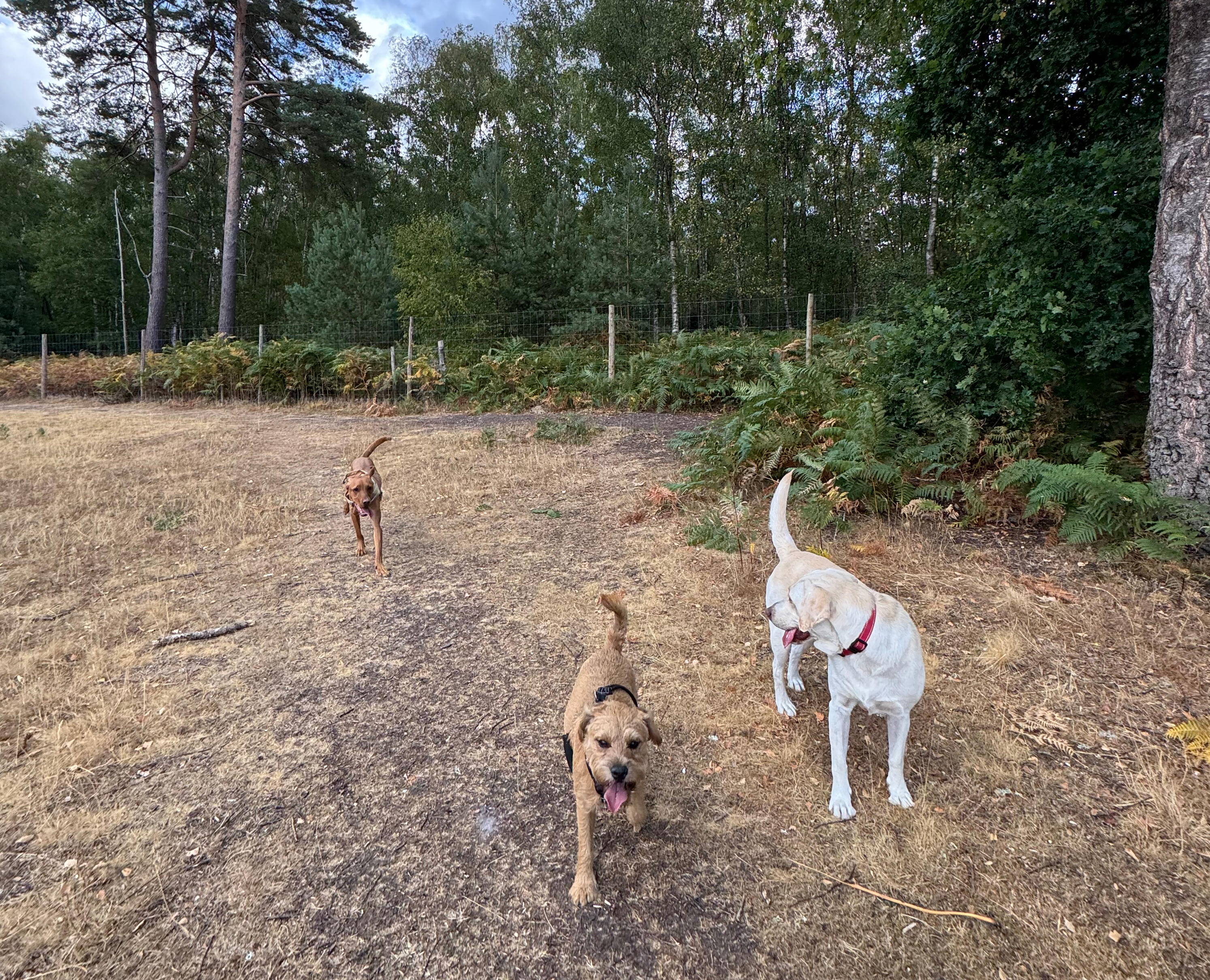 GeoPaws secure-field dog walker with dogs in Camberley & Frimley