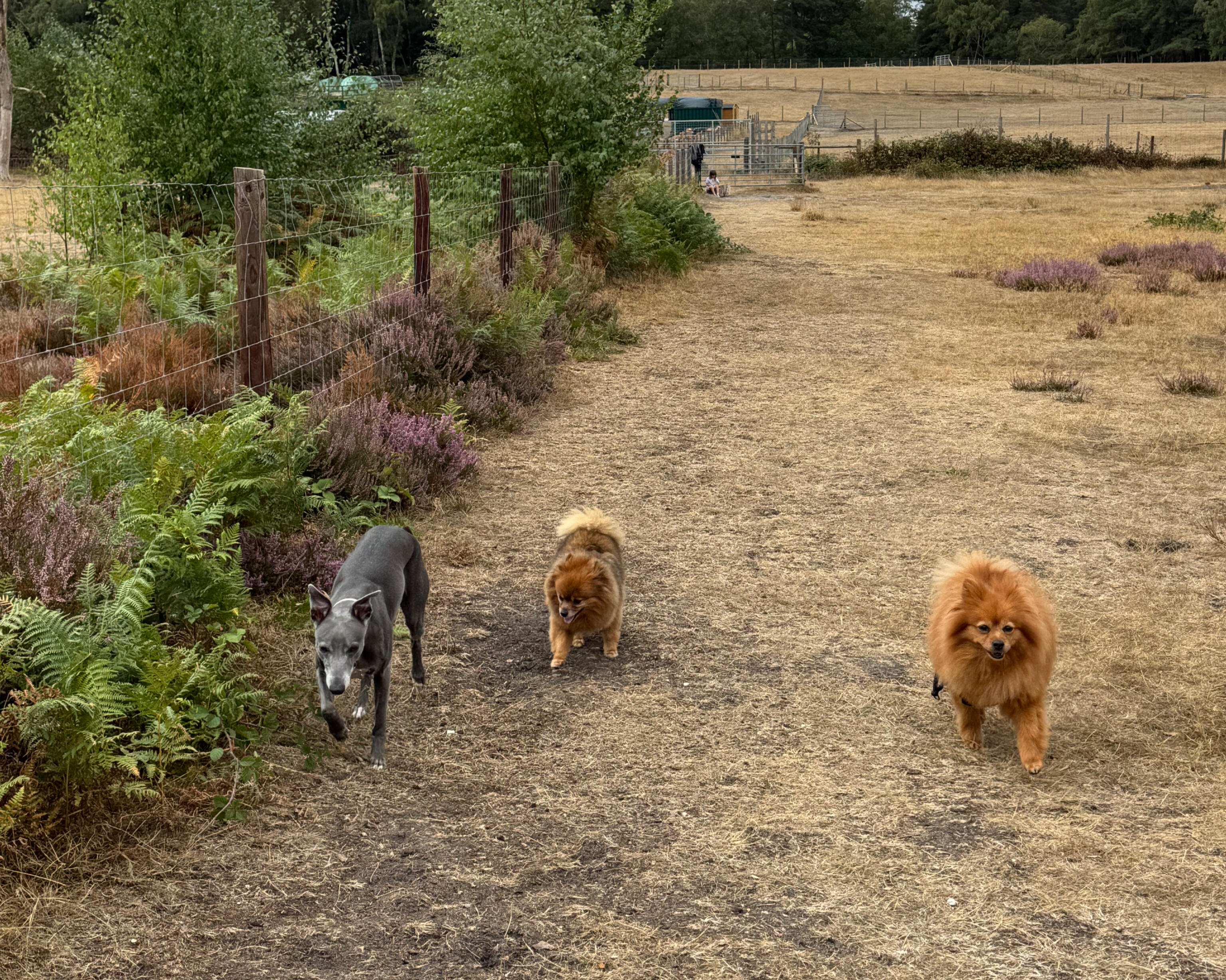 GeoPaws secure-field dog walker with dogs in Camberley